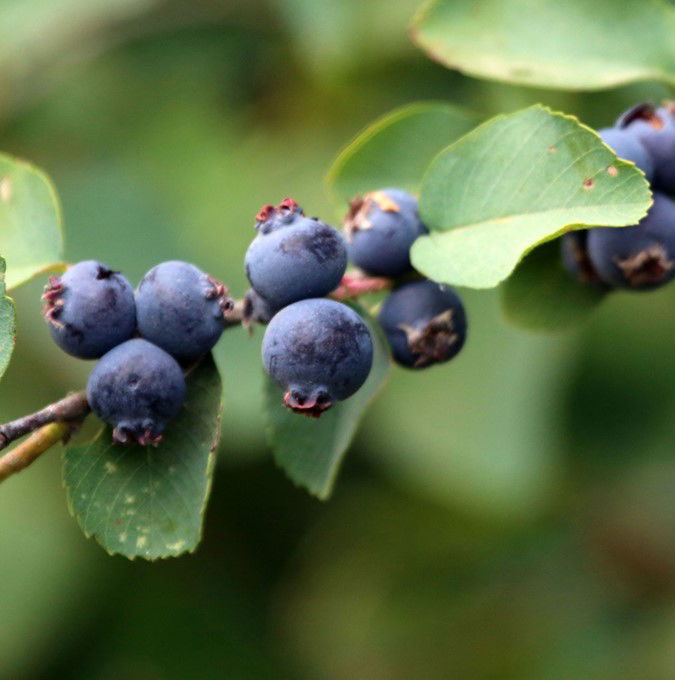 Ellebladet bærmispel