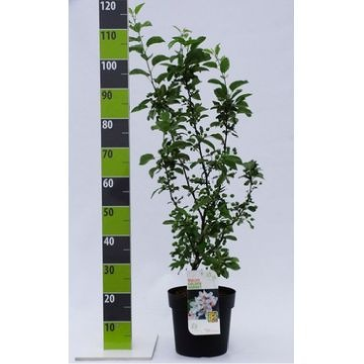 Paradisæble 'Golden Hornet'