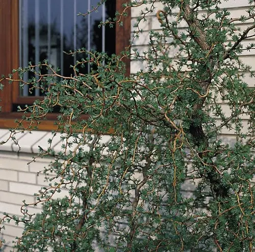 Larix kaempferi Diana, Japansk Lærk Diana, Blad / Nåle: Nåleformede Blad / Nåle farve: Blålige Bredde: 0,5 - 1 meter Frugt str.: 2 - 3 cm lange Frugter: Kogler Gødning: Mellem Højde: 0,5 - 1 meter Hårdførhed: Fuldt Placering: Sol / halvskygge Størrelse: D