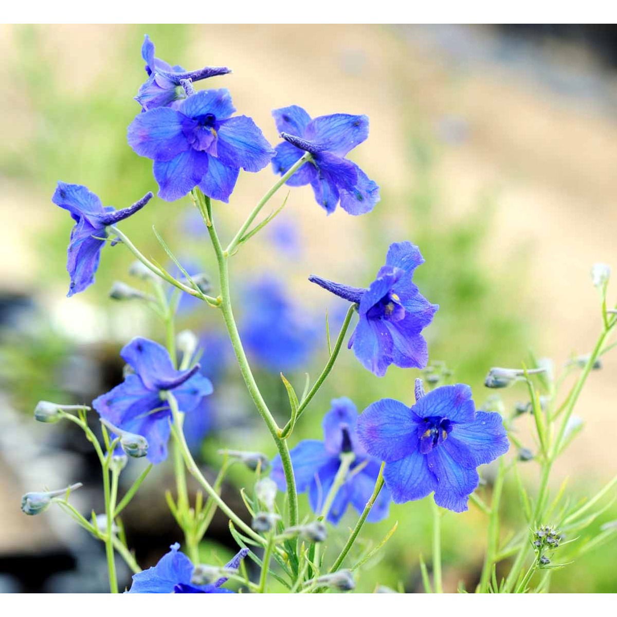 Ridderspore 'Blauer Zwerg' - Potte 1 liter