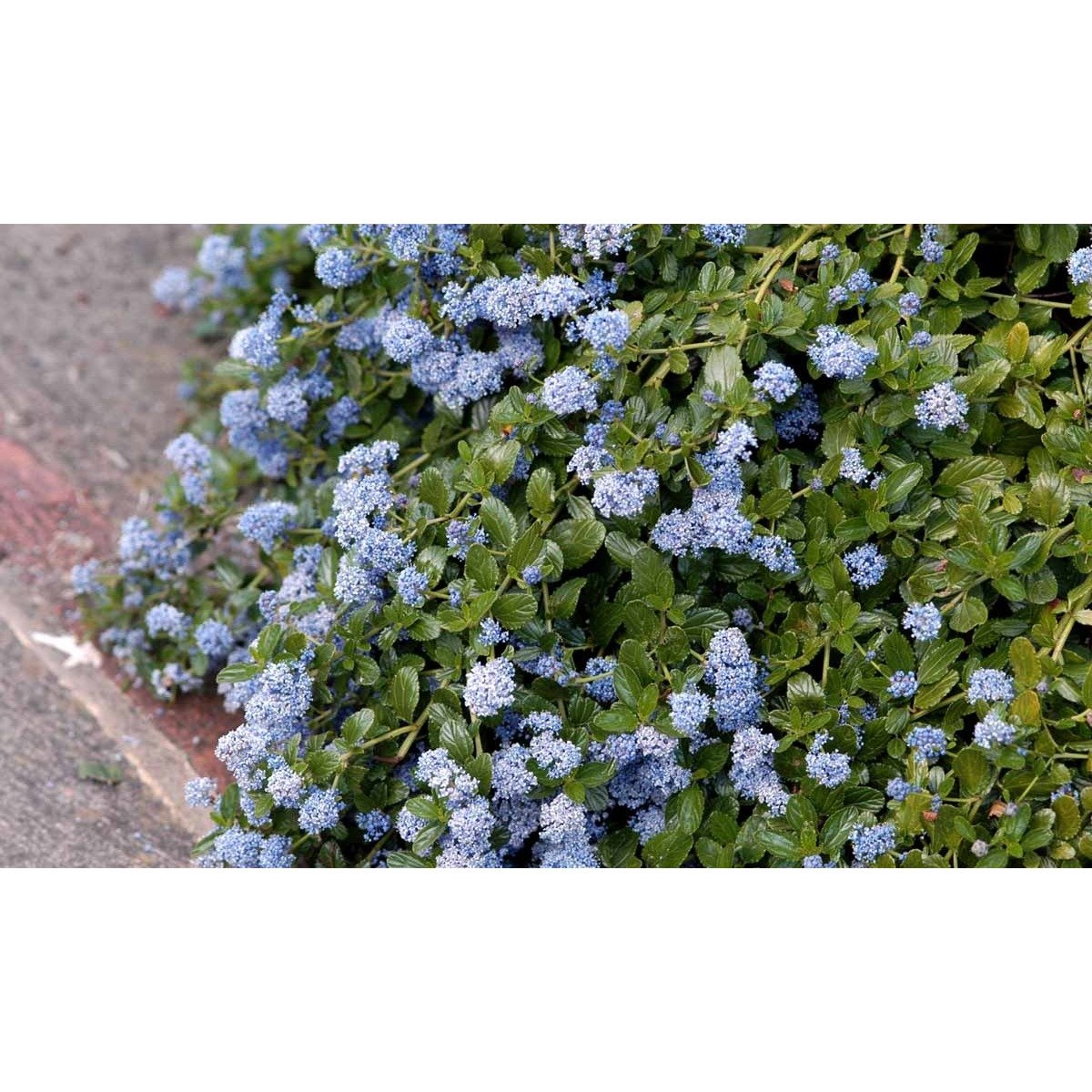 Amerikansk Syren &apos;Repens&apos;