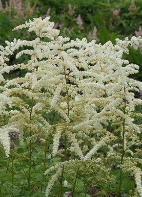 Astilbe thunbergii &apos;Van Der Wielen&apos;, Astilbe &apos;Van der Wielen&apos;,