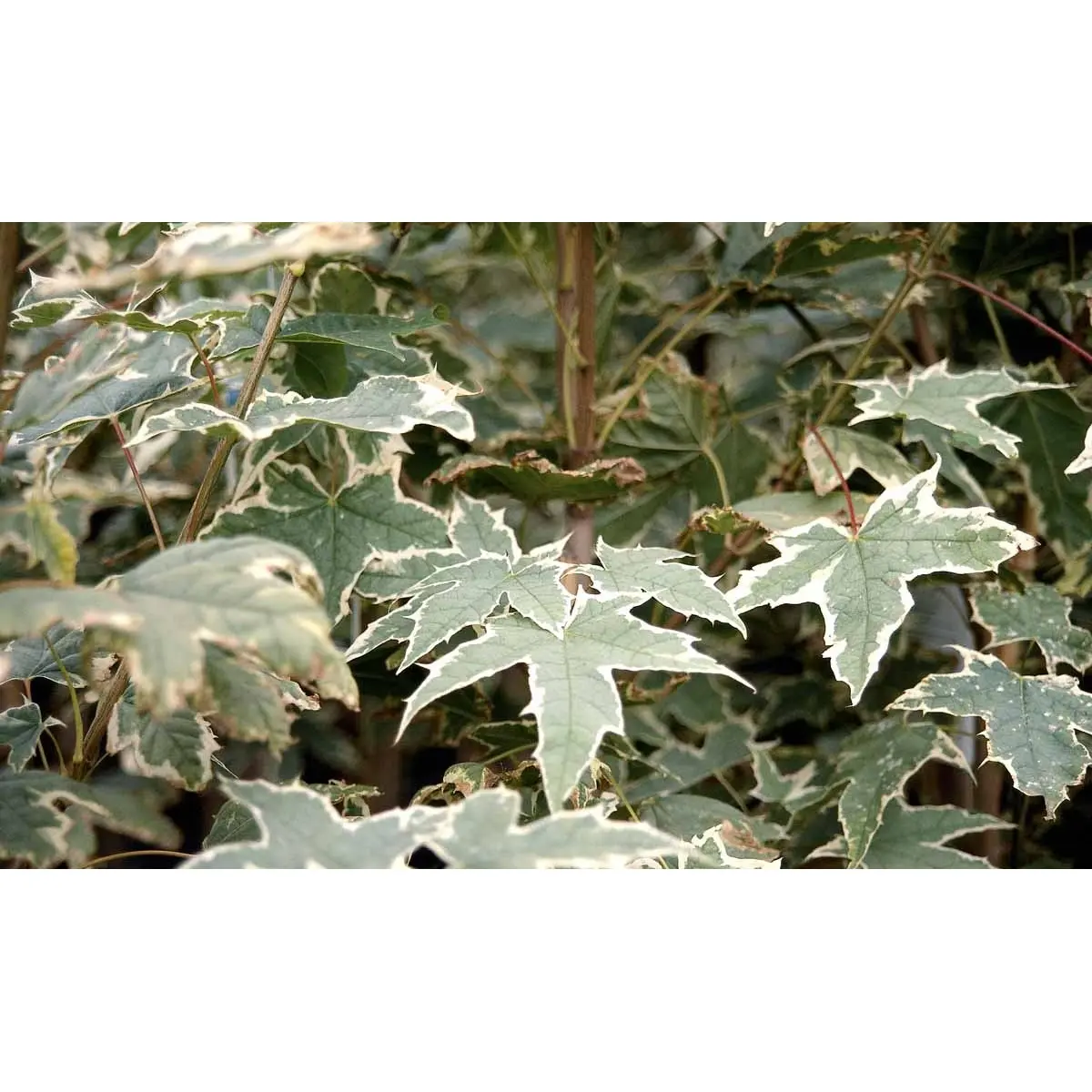 Spidsløn &apos;Drummondii&apos;