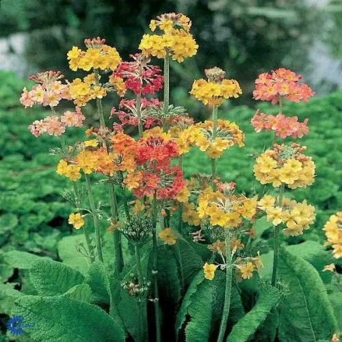 Primula bullesiana, Etageprimula,