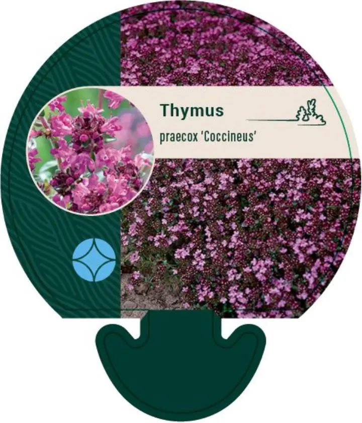 Smalbladet Timian 'Coccineus' - Potte 0,8 Liter