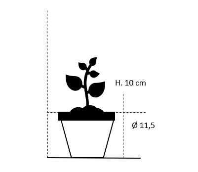 Høstanemone 'Königin Charlotte'