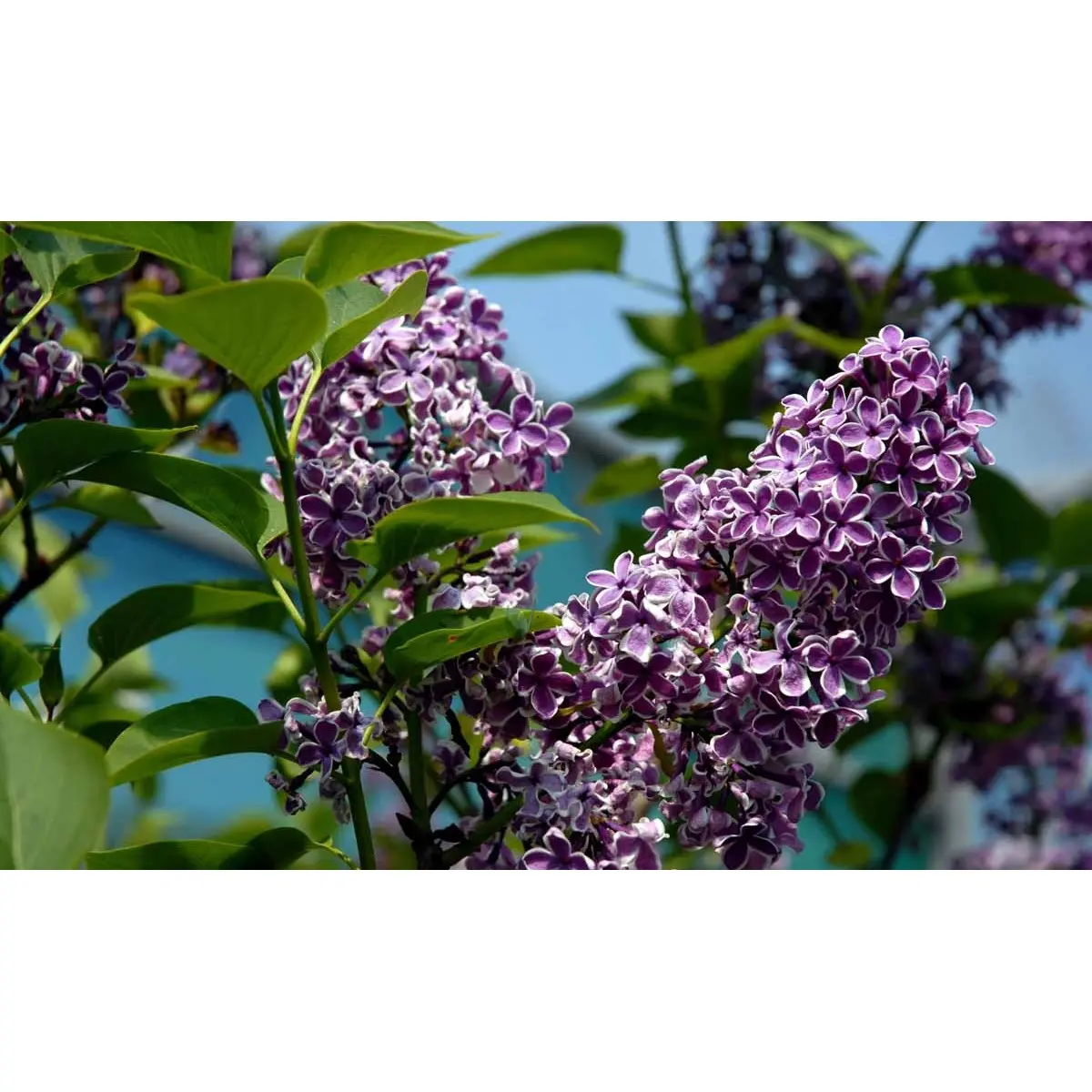 &apos;Sensation&apos;