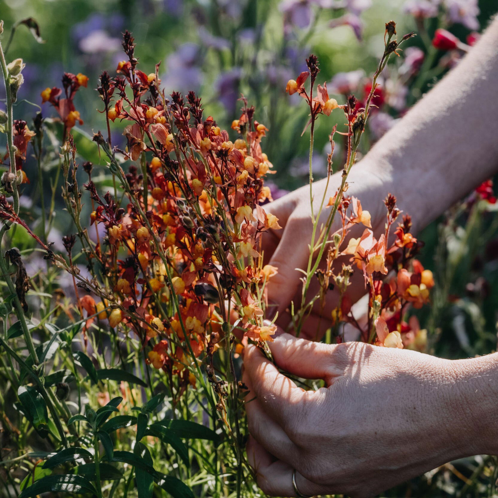 Torskemund Licilia Peach