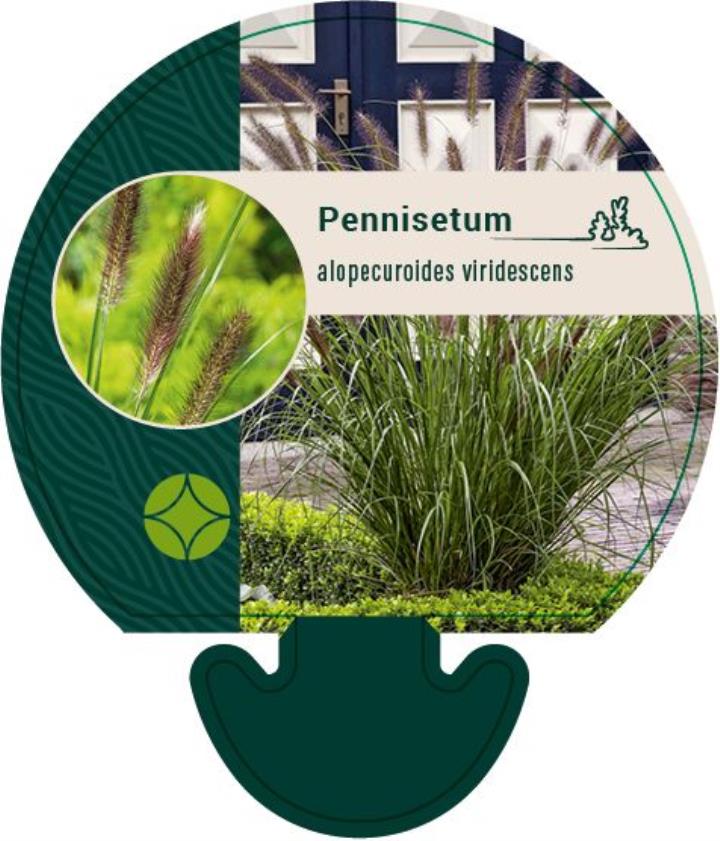 Lampepudsergræs 'Viridescens' - Potte 0,8 Liter