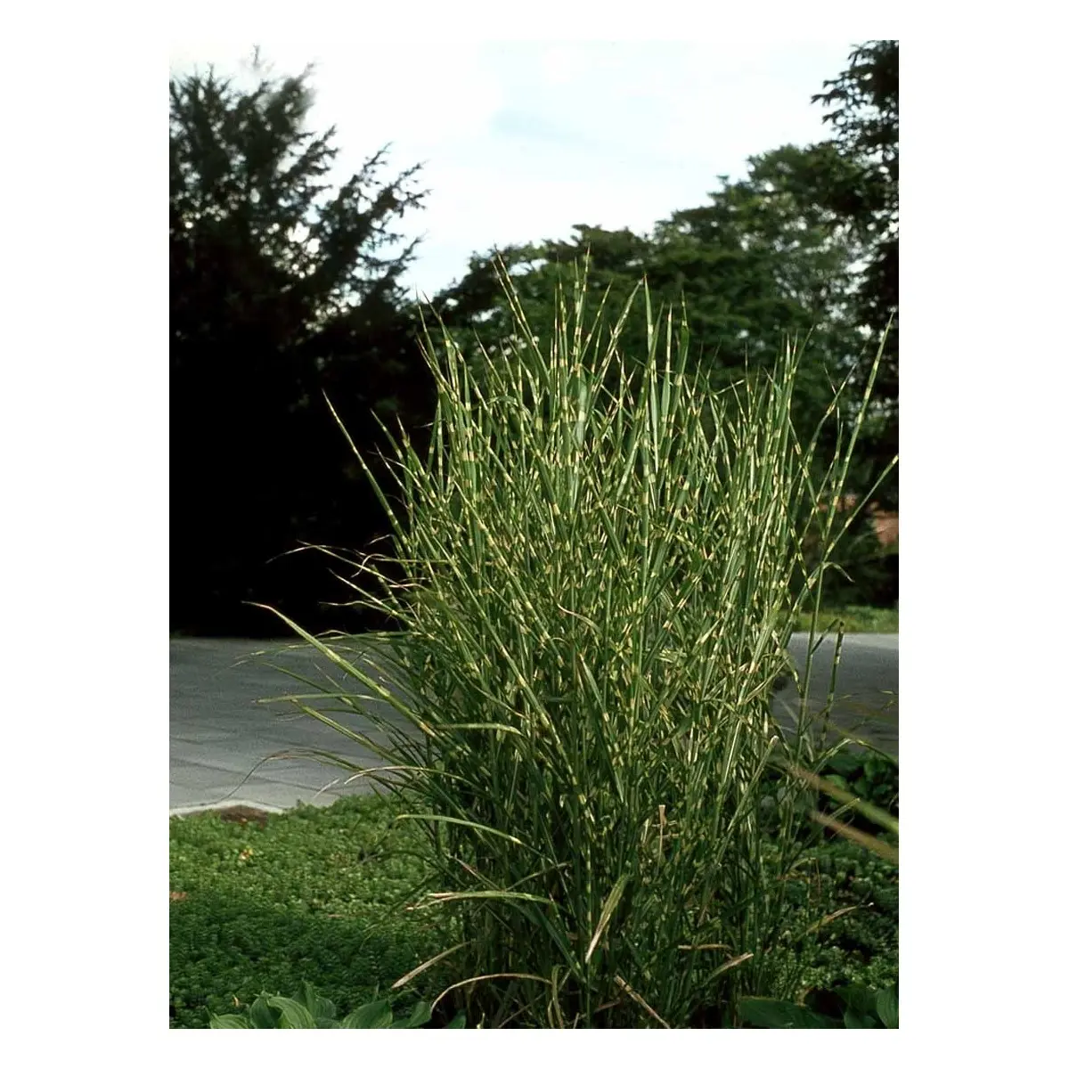 Zebragræs &apos;Strictus&apos;