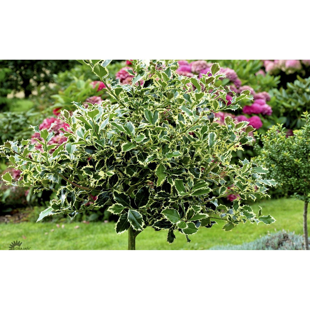 Kristtorn &apos;Argentea Marginata&apos;