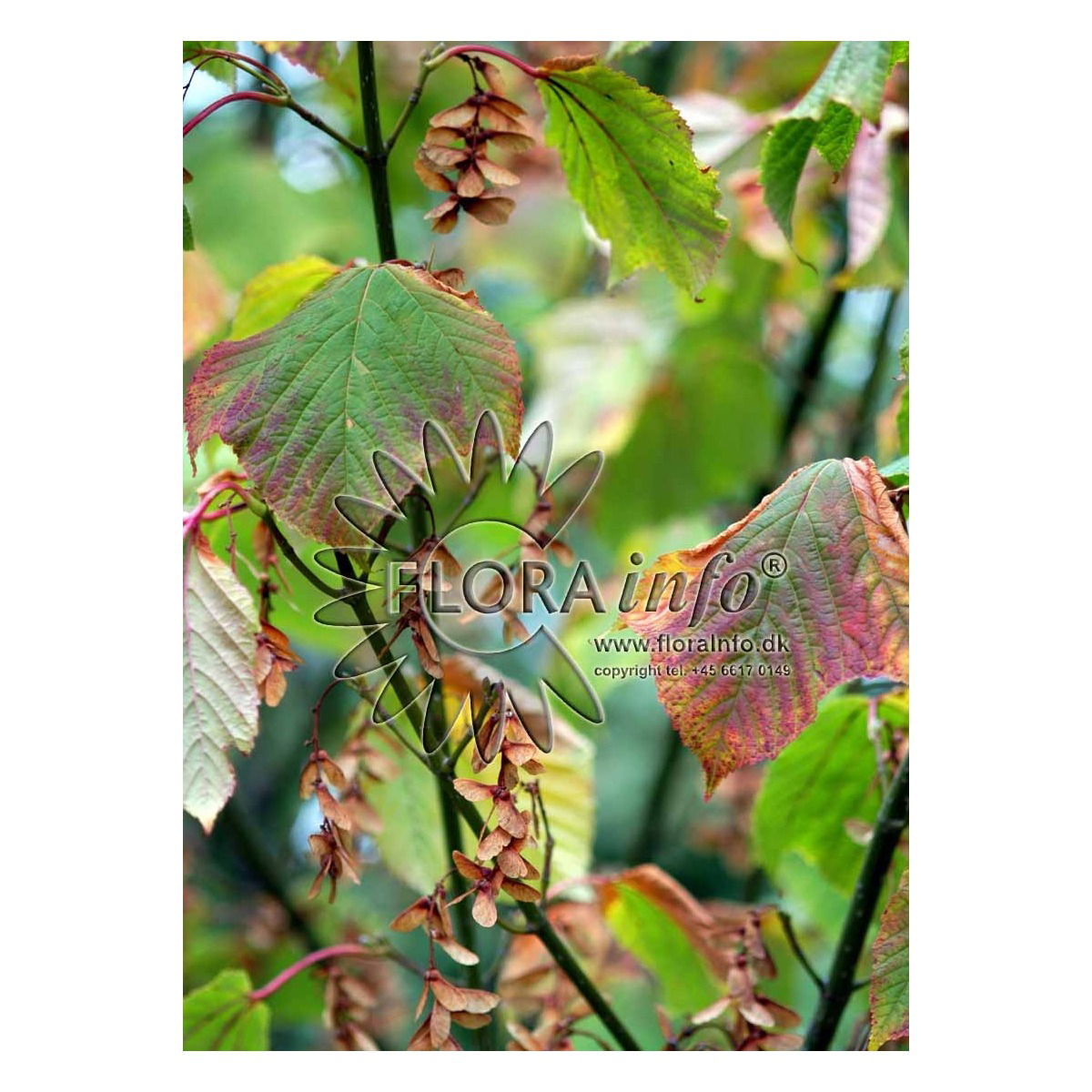 Acer rufinerve
