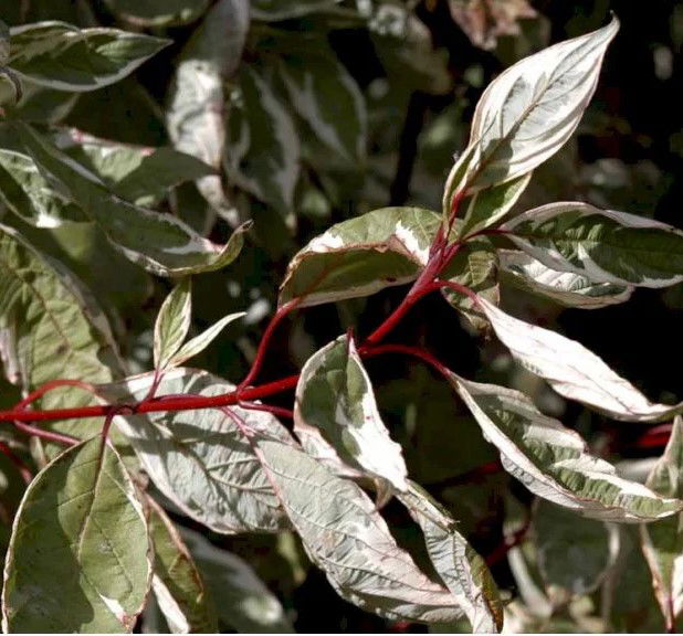 Hvidbroget kornel &apos;Elegantissima&apos;