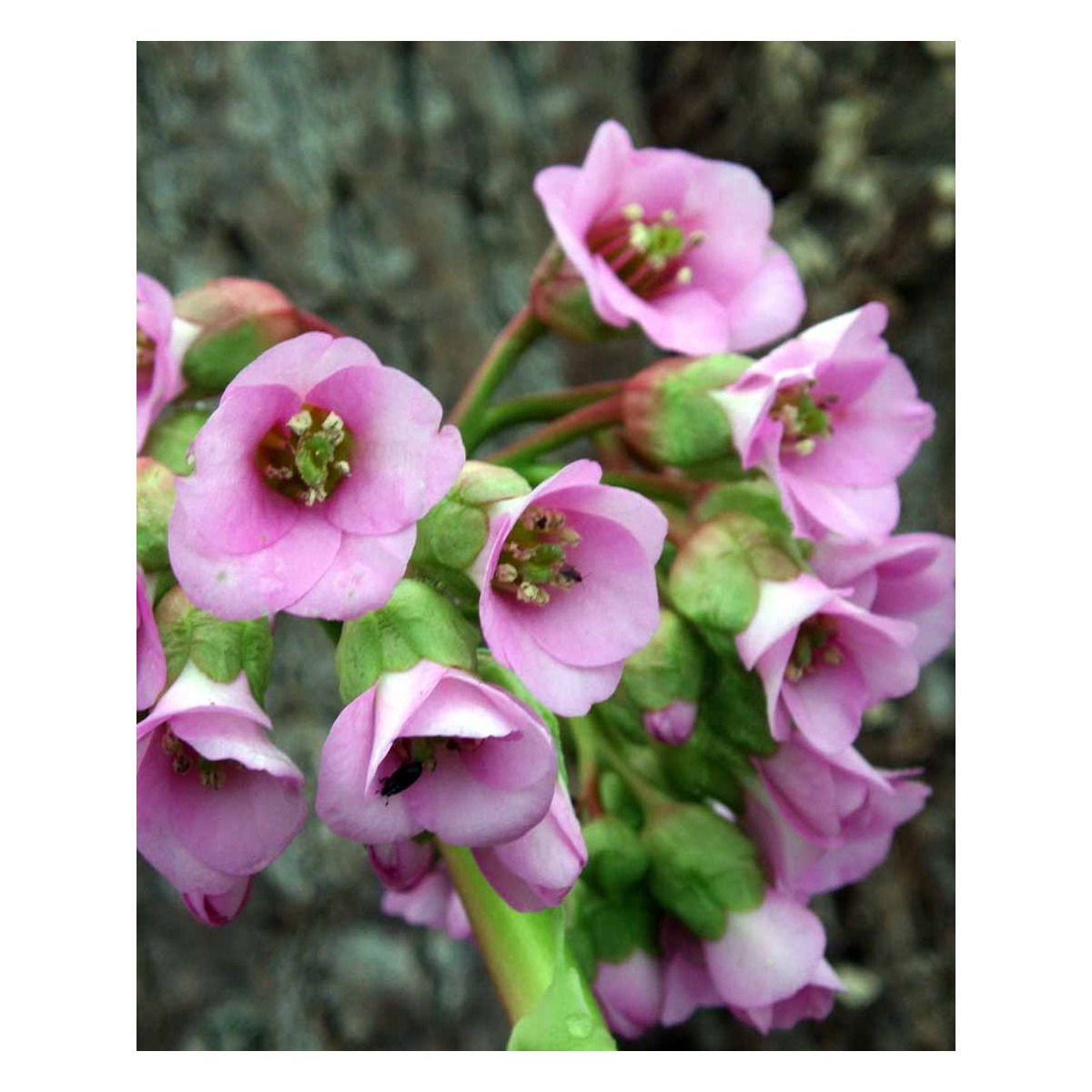 Kæmpestenbræk &apos;Baby Doll&apos;