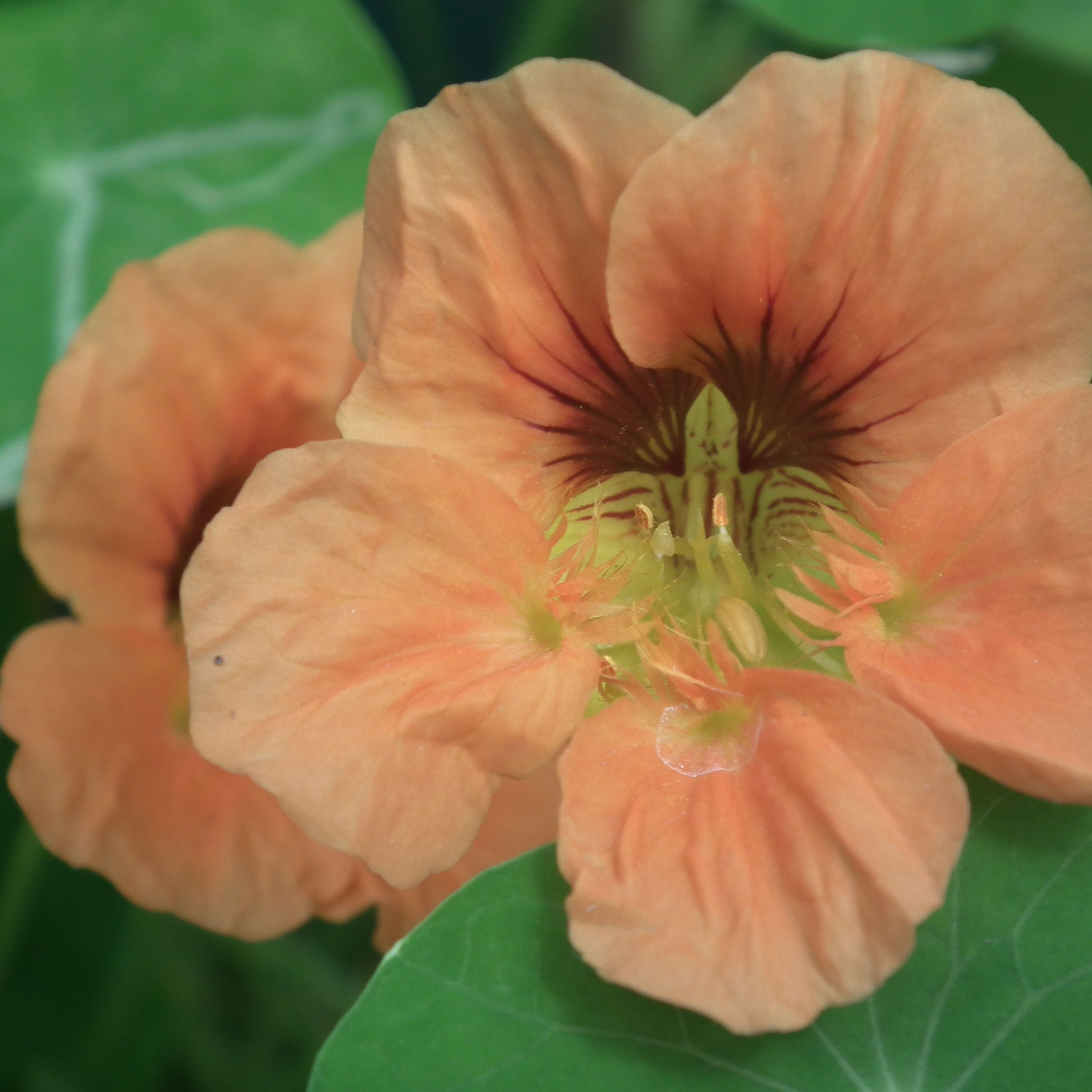 Buskblomsterkarse Salmon Baby