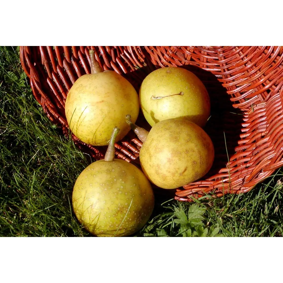 Asiatisk pære &#39;Nijisseiki&#39; - Opbundet til ca. 150 cm. Med Potte