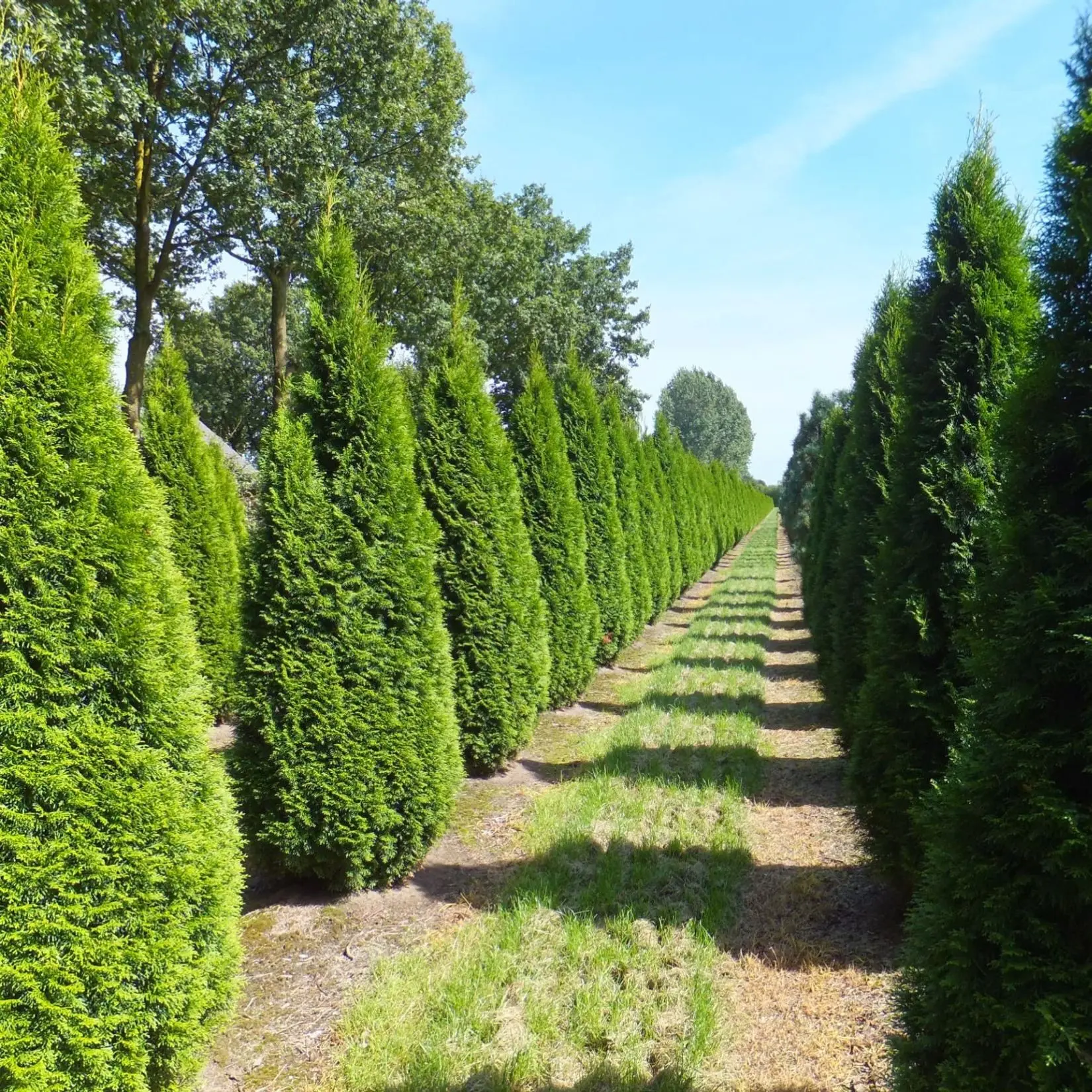 Hækthuja &apos;Smaragd&apos;