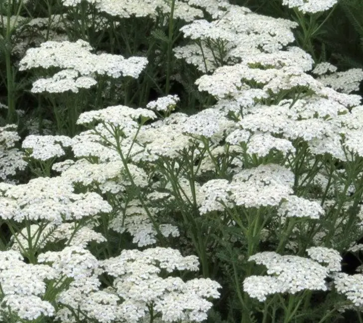 Røllike &apos;White Beauty&apos;