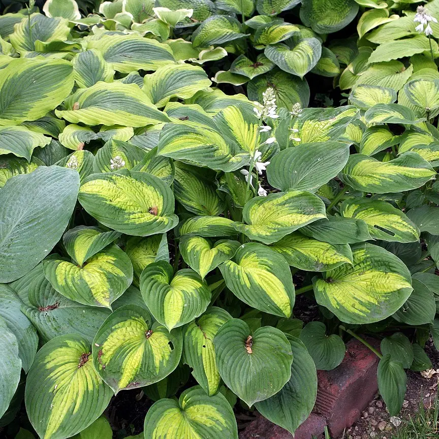 Hosta Hudson Bay
