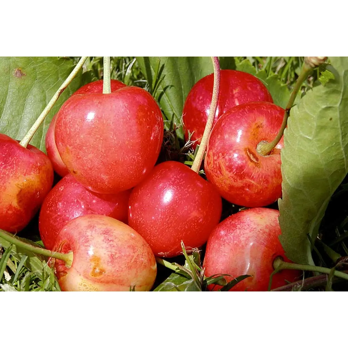 Sød Kirsebær  &#39;Merton Glory&#39; - kræver bestøver - Havefrugttræ - A-kvalitet 4-8 grene, 130-170 cm. Potte 10 liter (Colt) (middelstørrelse træer)