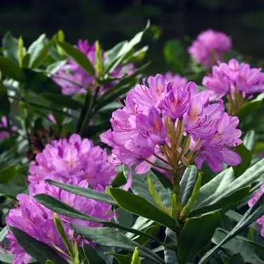Rhododendron og surbundsplanter