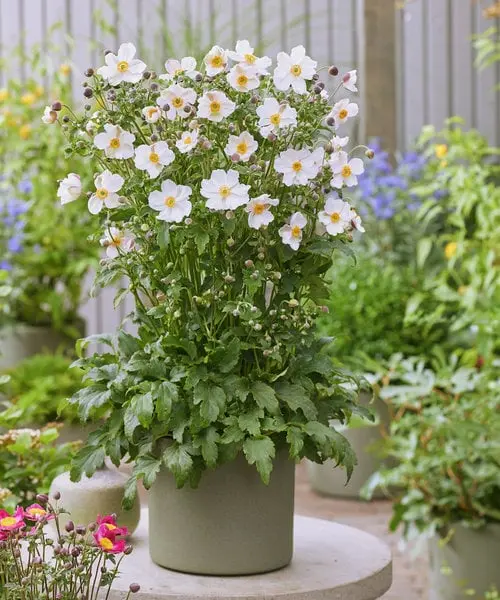 Anemone'Fantasy Elsa' - Potte 1 liter