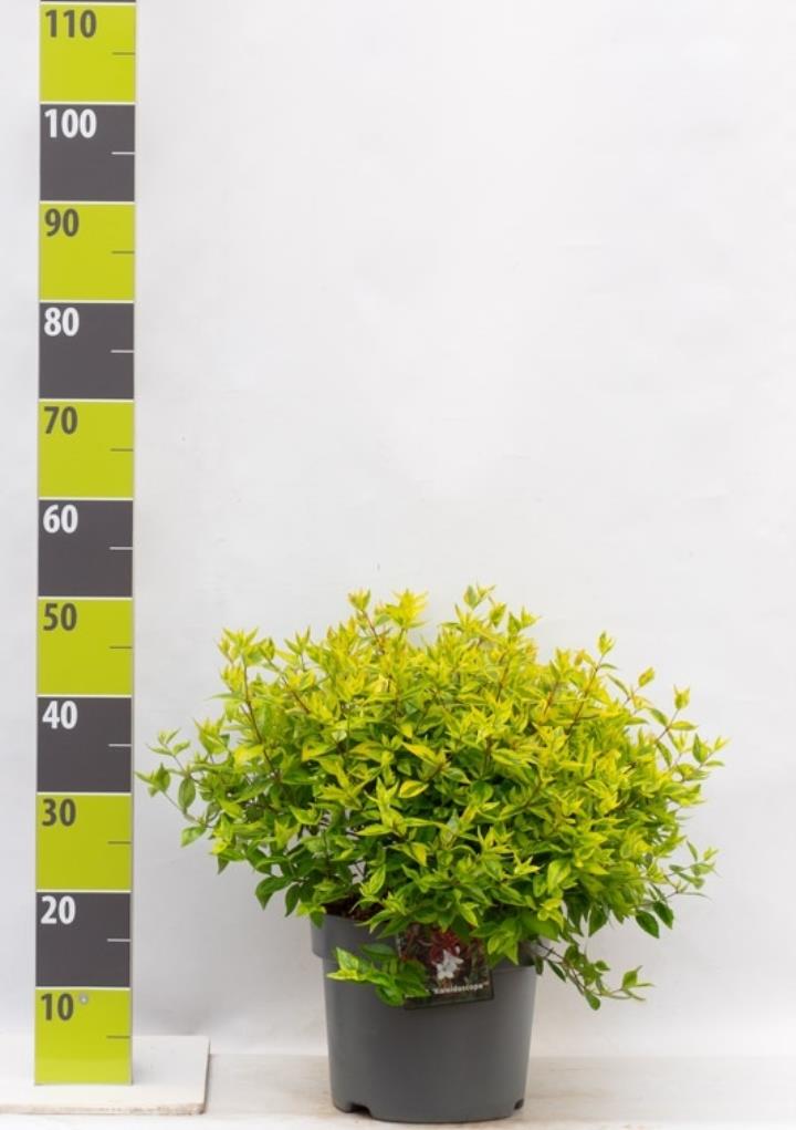 Abelia grandifl. Kaleidoscope