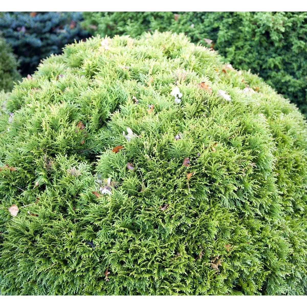 Thuja &apos;Danica&apos;