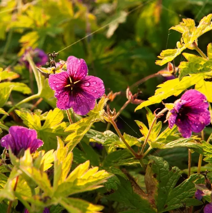 Storkenæb 'Ann Folkard'