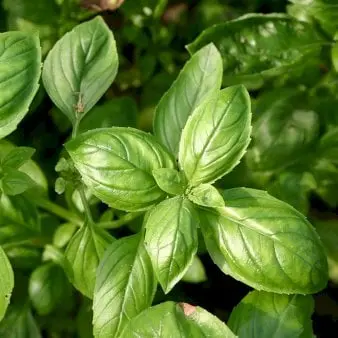 Øko Basilikum 'Genovese' - Frøpose, Økologisk