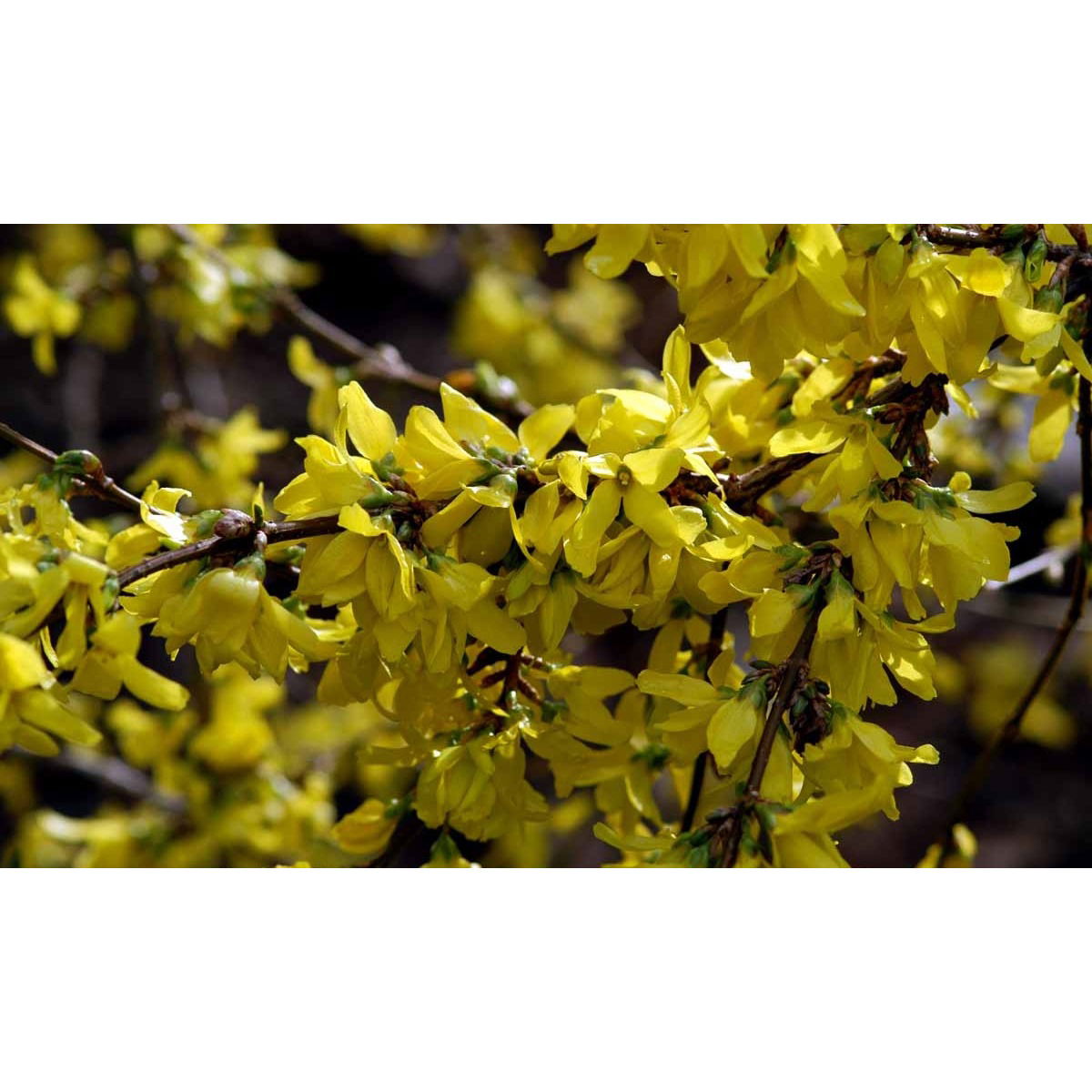 Forsythia &apos;Spectabilis&apos;