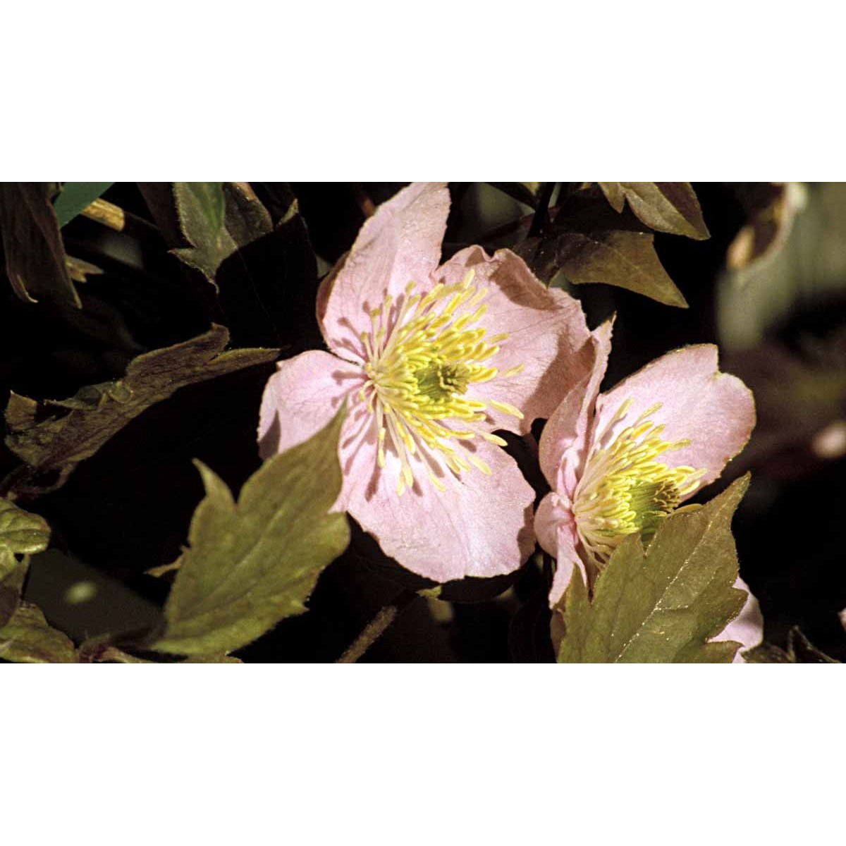 Bjerg-Skovranke &apos;Tetrarose&apos;