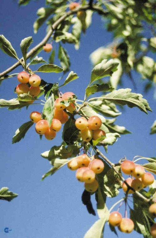 Malus hybrid Professor Sprenger, Paradisæble Professor Sprenger, Stor busk/lille træ med bred kegleformet krone. 5-7 m høj, 4-5 m bred Rosa knopper, mange hvide blomster. Gulorange frugter Maj-juni Sol Alm. havejord Velegnet som solitær og i grupper i en