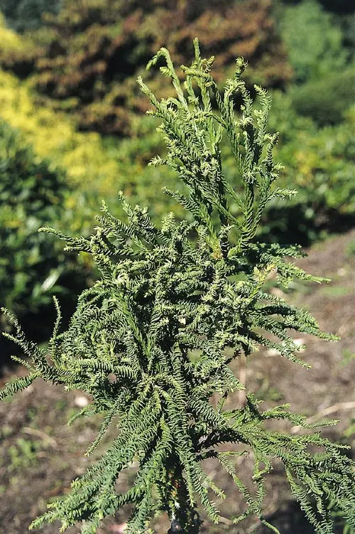 Cryptomeria japonica Rasen-sugi, Kryptomeria Rasen-sugi, Blad / Nåle: Nåleskæl Blad / Nåle farve: Grønne Bredde: 30 - 50 cm Gødning: Mellem Højde: 30 - 50 cm Hårdførhed: Rimelig Placering: Sol / halvskygge Størrelse: Dværg Vækst: Langsomt voksende Vækstfo