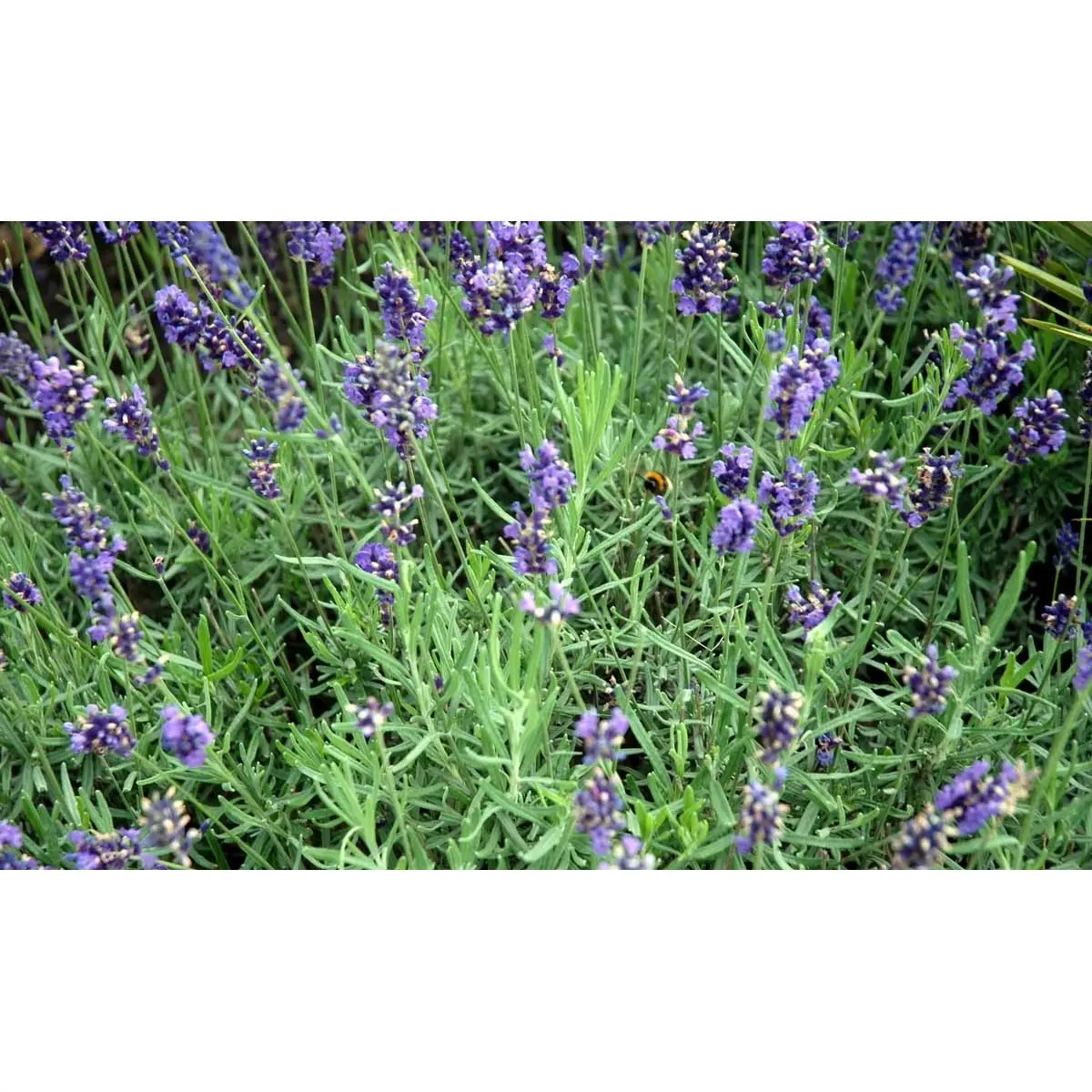 Lavendel &apos;Hidcote Blue&apos;