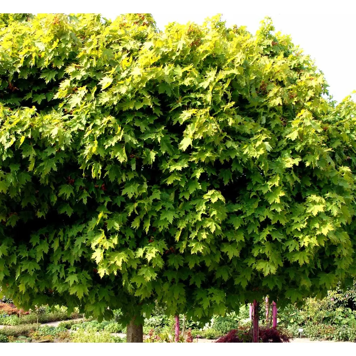 Kugleløn / Kugleahorn