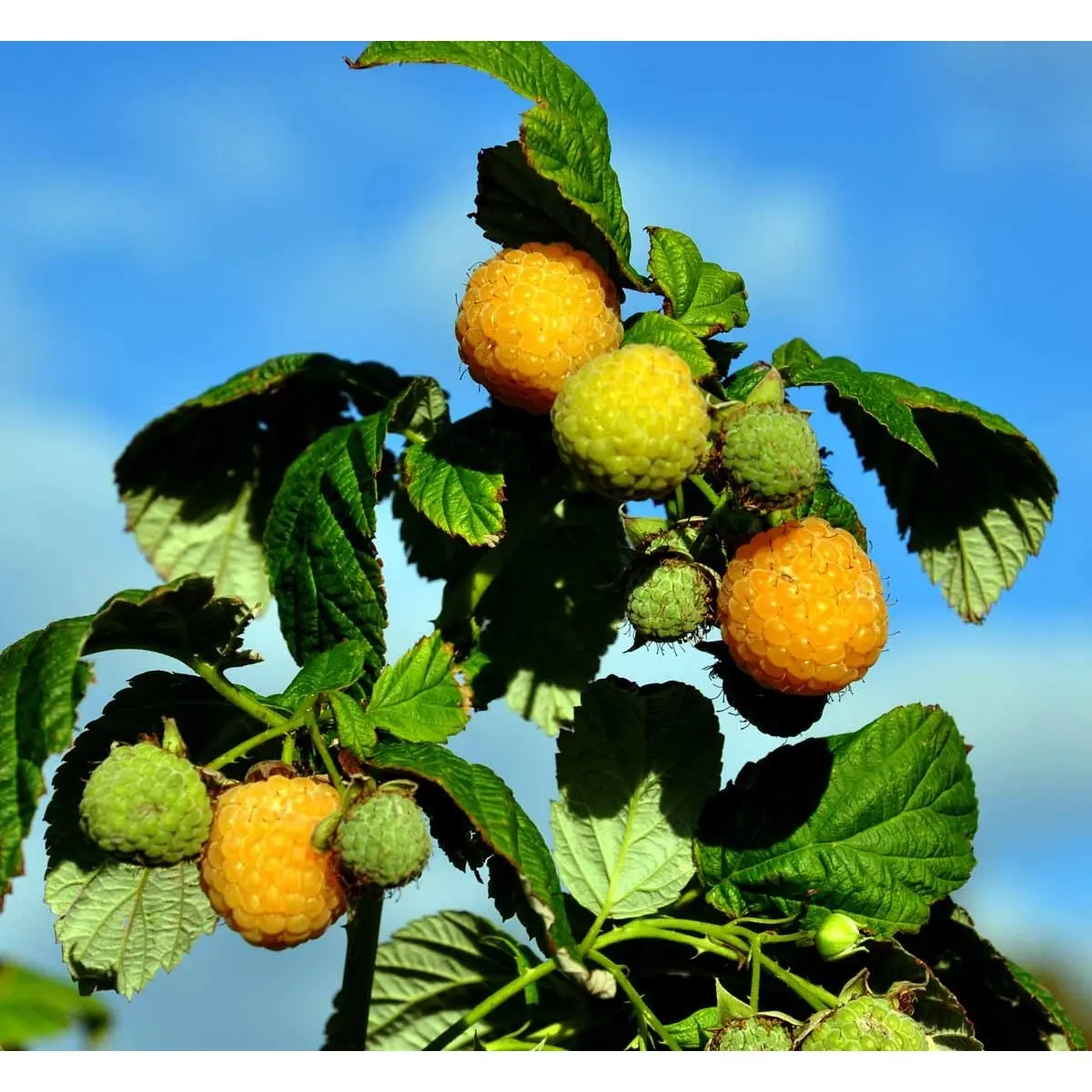 Efterårs Hindbær 'Fallgold'