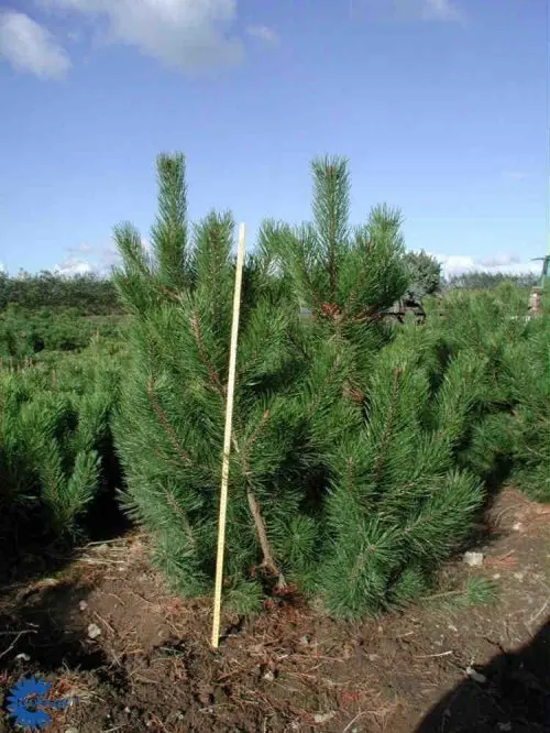 Pinus mugo var. rostrata, Enstammet bjergfyr, Enstammet bjergfyr