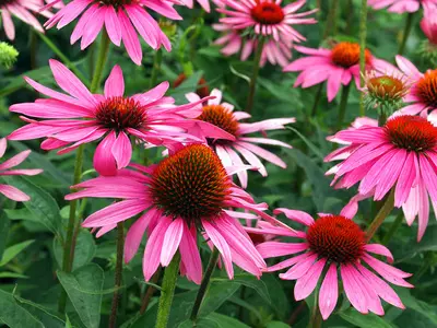 Echinacea