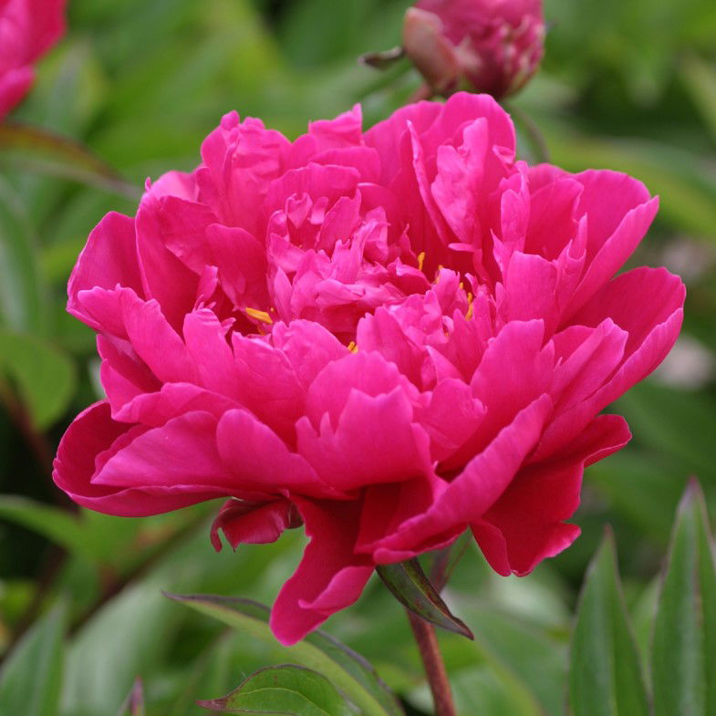 Silkepæon Bunker Hill