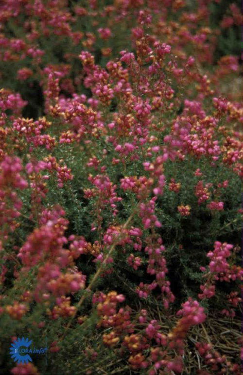 Erica cinerea C.D.Eason, Grålyng C.D.Eason,