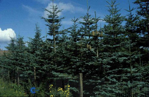 Abies procera, Nobilis,