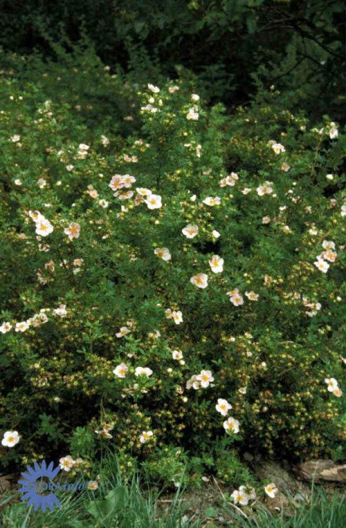 Potentilla 'Blink(n) Princess' - Potte 1,5 liter