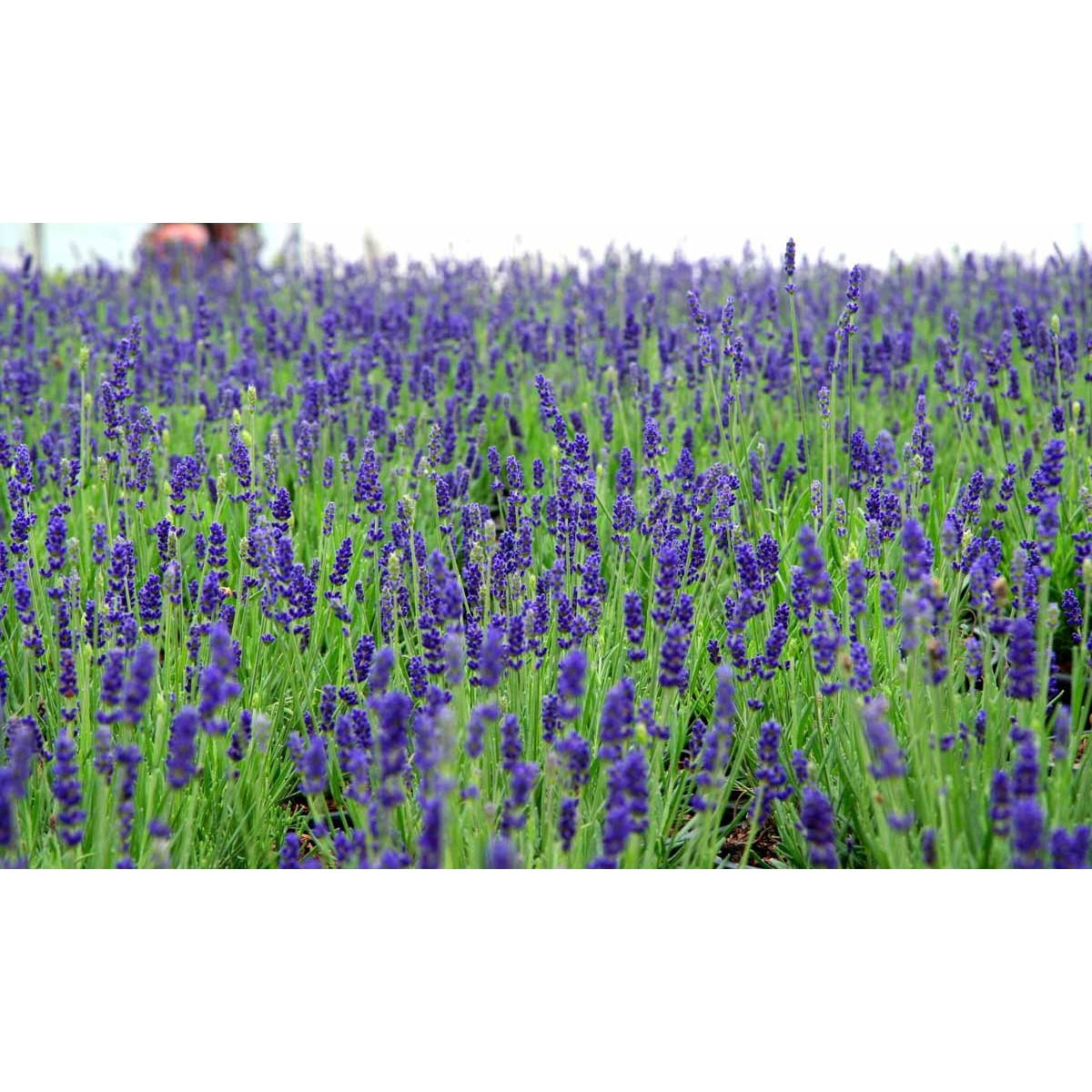 Lavendel 'Hidcote Blue' - Potte 2,0 liter