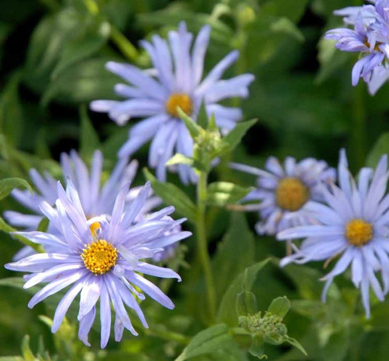 Storbladet Asters 'Twilight' - Potte 1 liter