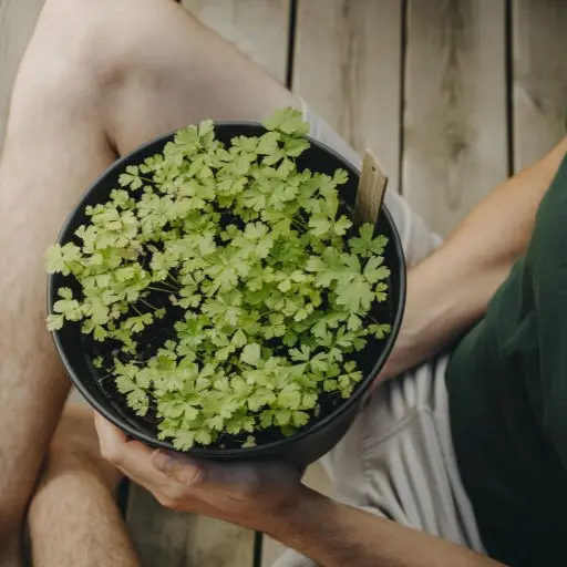 Persille Gigante d'Italia Øko