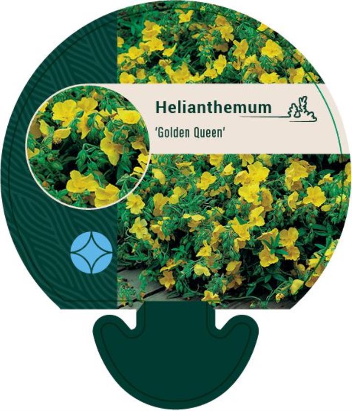 Soløje 'Golden Queen' - Potte 0,8 Liter
