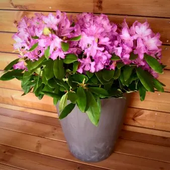 Material krukke - Ardoise - Ø30 cm