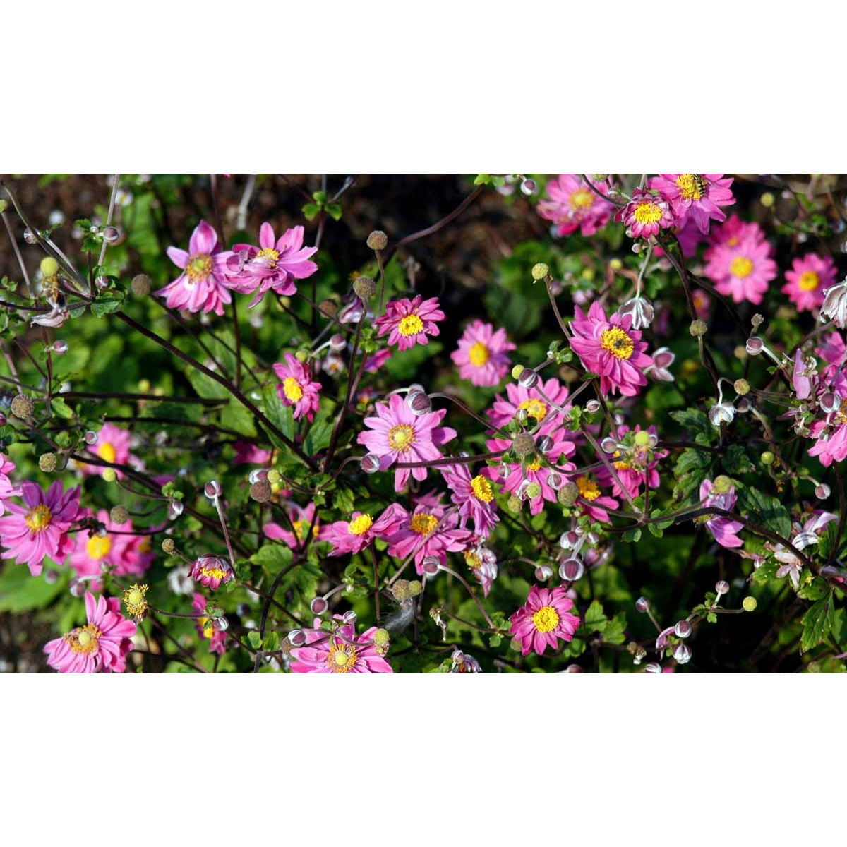 Høstanemone &apos;Pamina&apos;