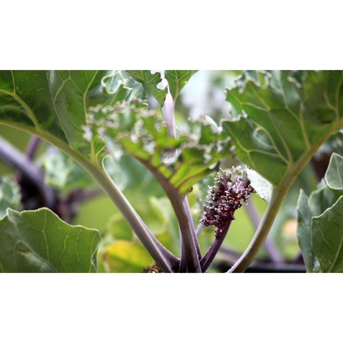 Almindelig Strandkål